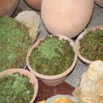 Vraj-Yatra-2014- (1024)